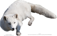 Arctic fox PNG