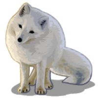 Arctic fox PNG