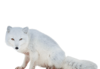 Arctic fox PNG