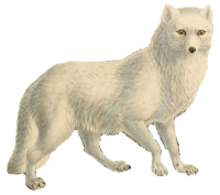 Arctic fox PNG