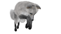 Arctic fox PNG