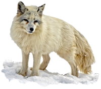 Arctic fox PNG