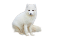 Arctic fox PNG