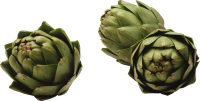 Artichokes PNG