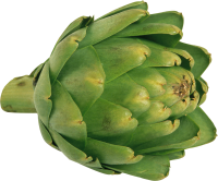 Artichoke PNG image