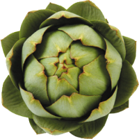 Artichoke PNG