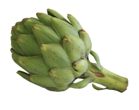 Artichoke PNG