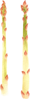 Asparagus PNG
