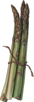 Asparagus PNG