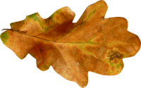 autumn PNG leaf