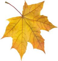 autumn PNG leaf