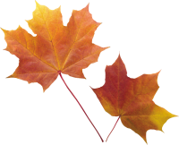 autumn PNG leaf