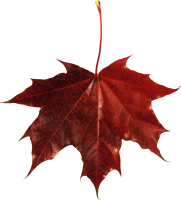 autumn PNG leaf