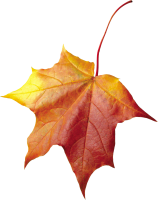 autumn PNG leaf