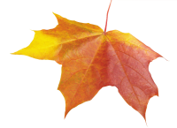 autumn PNG leaf