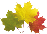 autumn PNG leaves