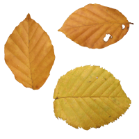 autumn PNG leaf
