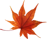 autumn PNG leaf