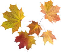 autumn PNG leaves