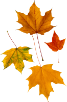 autumn PNG leaf