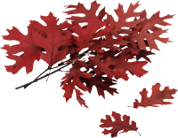 autumn PNG leaf