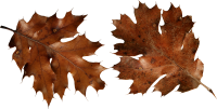 autumn PNG leaf