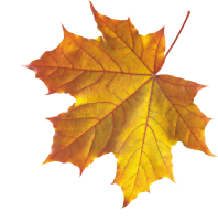 autumn PNG leaf