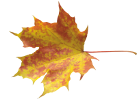autumn PNG leaf