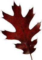 autumn PNG leaf