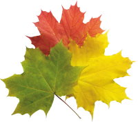 autumn PNG leaves