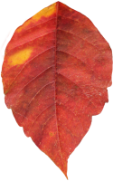 red autumn PNG leaf