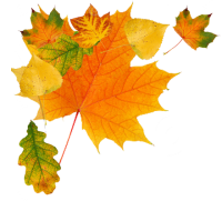 autumn PNG leaves
