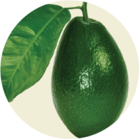 Avocado with leaf PNG