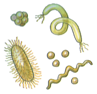 Bacteria PNG