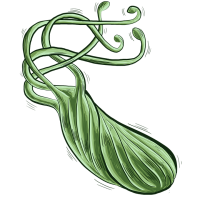 Bacteria PNG