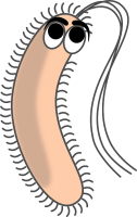 Bacteria PNG
