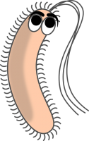 Bacteria PNG