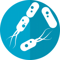 Bacteria PNG