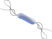 Bacteria PNG