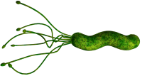 Bacteria PNG