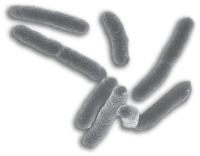 Bacteria PNG