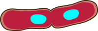 Bacteria PNG