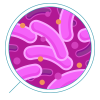 Bacteria PNG