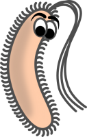 Bacteria PNG