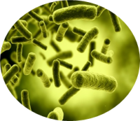 Bacteria PNG