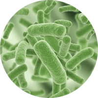 Bacteria PNG