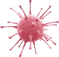Bacteria PNG