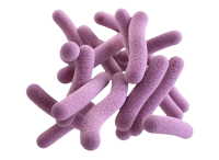 Bacteria PNG