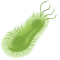 Bacteria PNG