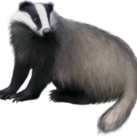 Badger PNG